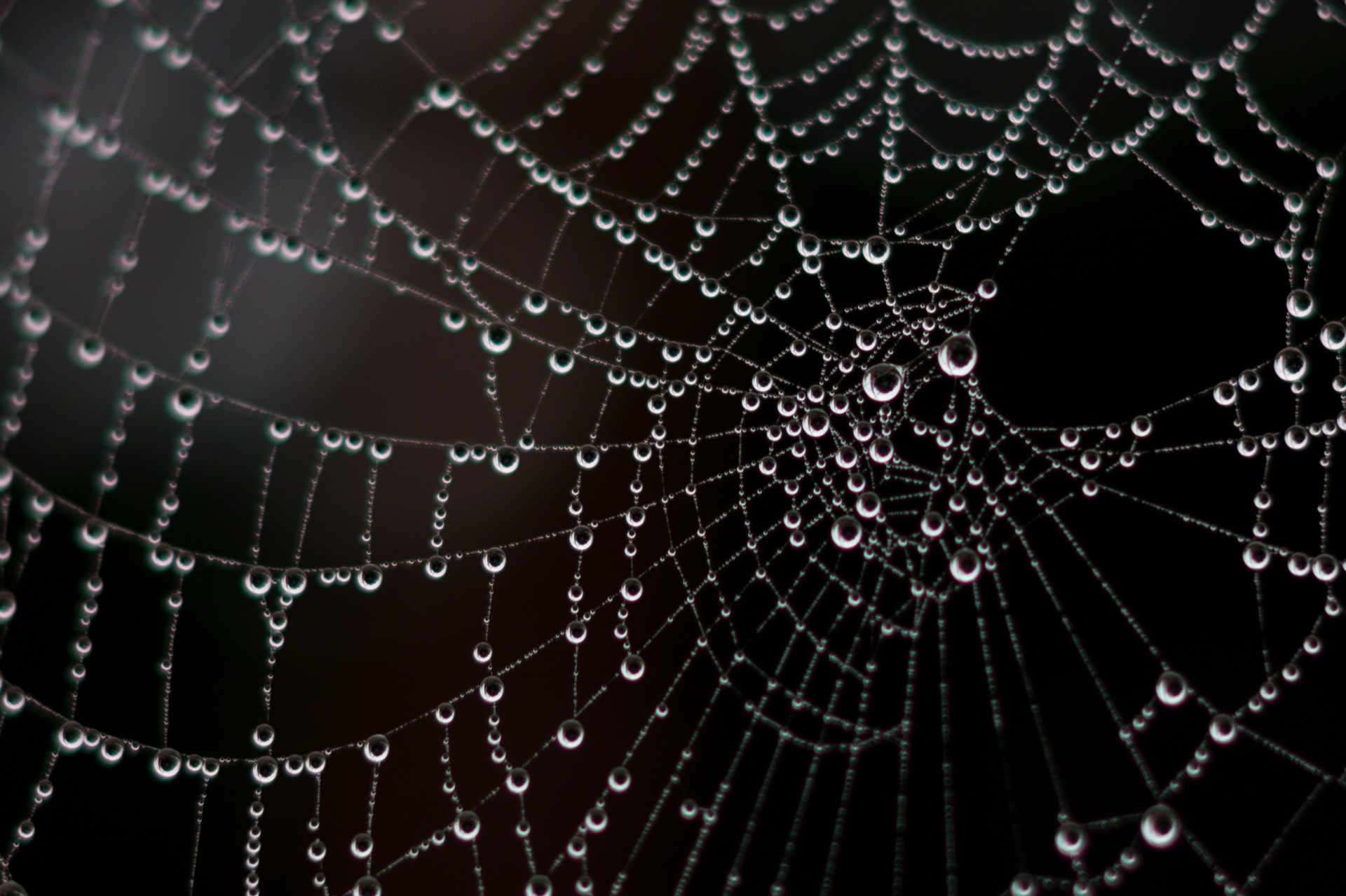 Spider web strung with dew drops against a near-black background